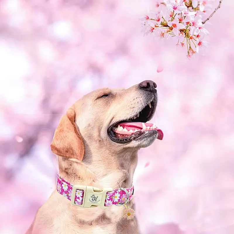 Elegant little tail Dog Collar – Safe Breakaway Buckle