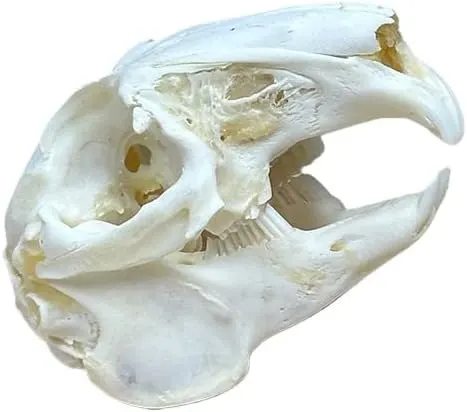 Generic Taxidermy Real Animals Rabbit Skulls