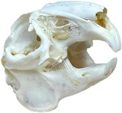 Generic Taxidermy Real Animals Rabbit Skulls – Real Animal Skull
