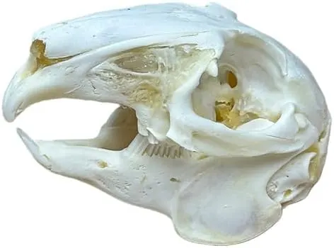 Generic Taxidermy Real Animals Rabbit Skulls – Professional Cleaning