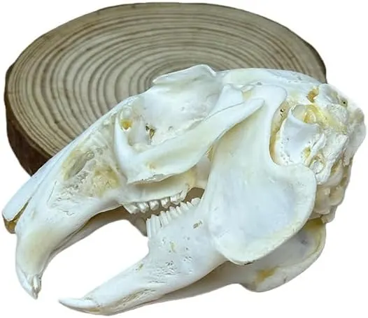Generic Taxidermy Real Animals Rabbit Skulls – A Great Gift and Educational Study Aid