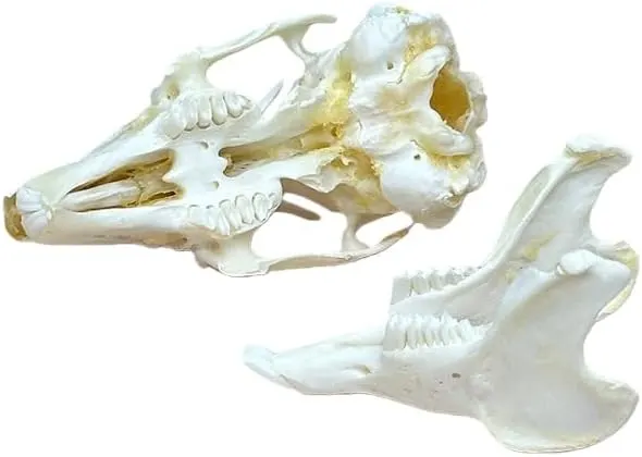 Generic Taxidermy Real Animals Rabbit Skulls – 10 Varieties to Choose From