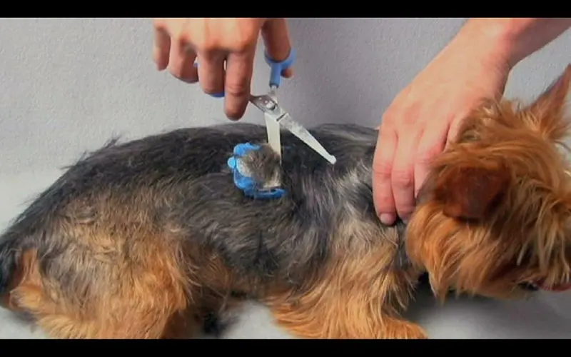 No Buzz Clipper + Sharpener by Scaredy Cut – product photo 7 of 9