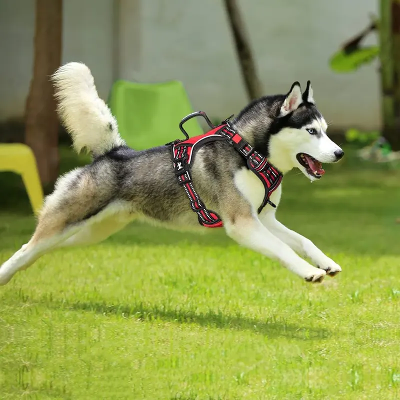 PoyPet No Pull Dog Harness – 3 Leash Hooks for Better Control