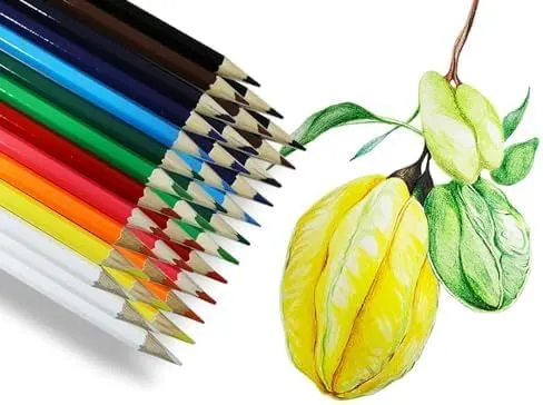 S & E TEACHER’S EDITION 240Pcs Colored Pencils – Classroom supply