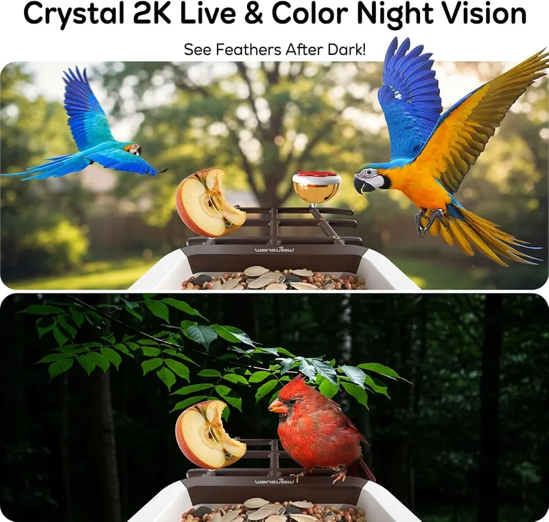 wansview 2K Bird Feeder – 2.4G WiFi connection